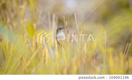 Plain wren-warbler bird foraging in the paddy field reeds in the morning. 104001196