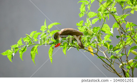 White browed bulbul bird eating a ripe capsicum in the garden. White browed bulbul bird eating a ripe capsicum in the garden. 104001201