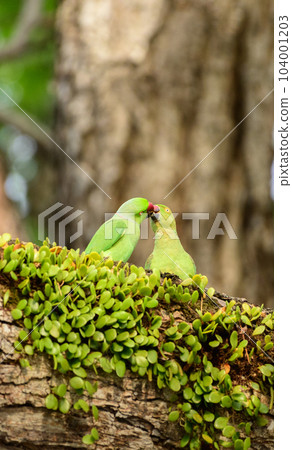 Rose-ringed parakeet bird pair feeds one another on a tree in the breeding season. Rose-ringed parakeet bird pair feeds one another on a tree in the breeding season. 104001203