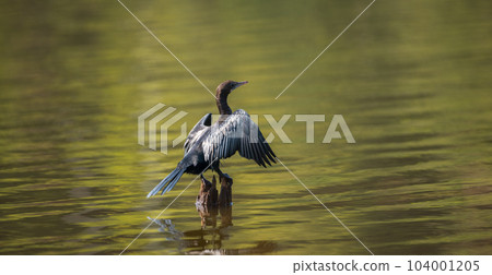 Indian shag resting on a pole in the lake spreads wings, drying them after the dive. Indian shag resting on a pole in the lake spreads wings, drying them after the dive. 104001205