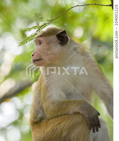 Sri Lankan Toque Macaque monkey looking away close up portrait shot. 104001228