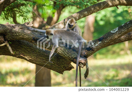 Pair of tufted gray langur monkeys resting on a tree, grooming each other. Pair of tufted gray langur monkeys resting on a tree, grooming each other. 104001229