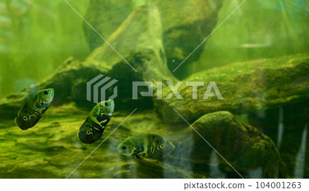 Oscar fish tank in Dharmapala Park. Agrresive exotic freshwater fishes. 104001263