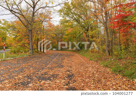 秋天的一排樹和一條紅葉道路“秋天的北海道屈斜路摩週湖畔線” 秋天的一排樹和一條紅葉道路“秋天的北海道屈斜路摩週湖畔線” 104001277