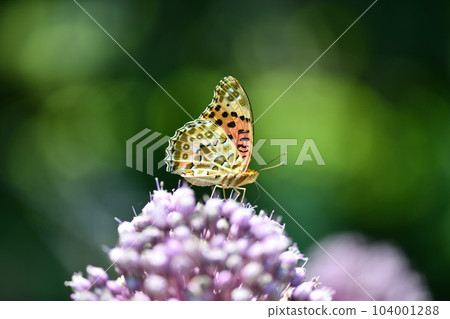 Butterfly fritillary 104001288