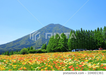 花站生駒高原生駒富士和盛開的加州罌粟 花站生駒高原生駒富士和盛開的加州罌粟 104001361