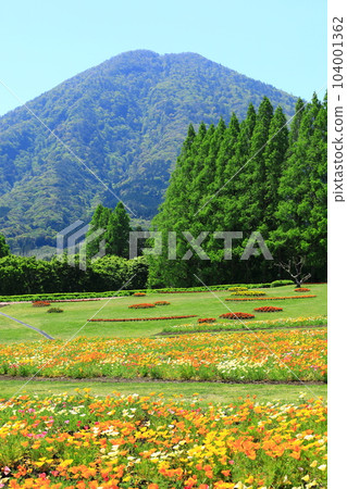 花站生駒高原生駒富士和盛開的加州罌粟 104001362