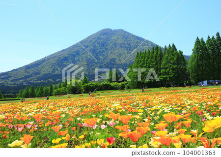 花站生駒高原生駒富士和盛開的加州罌粟 104001363