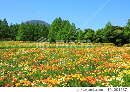 花站生駒高原加州罌粟盛開 104001387
