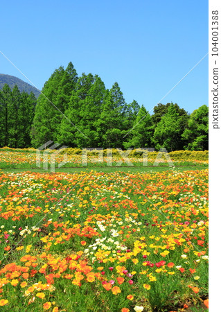 Flower station Ikoma Kogen California poppies in full bloom 104001388