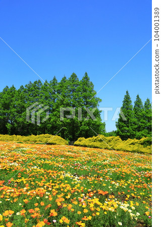 Flower station Ikoma Kogen California poppies in full bloom Flower station Ikoma Kogen California poppies in full bloom 104001389