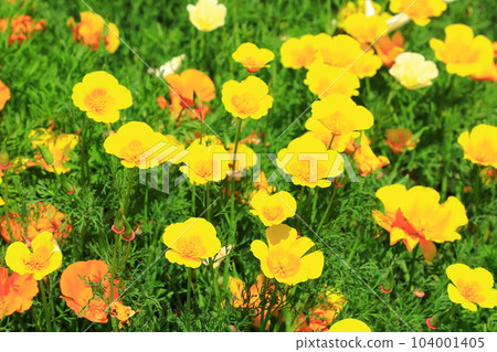 盛開的加州罌粟花 104001405