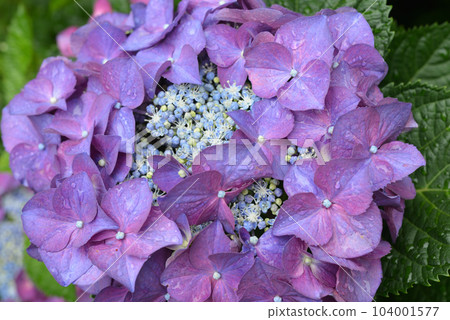 紅色紫色八仙花屬 104001577