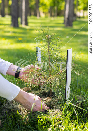Man planting a small pine tree. Forest or park planting concept.  104001728