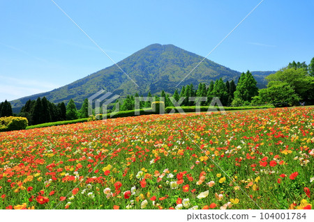 Flower Station Ikoma Kogen Ikoma Fuji and Iceland poppies in full bloom Flower Station Ikoma Kogen Ikoma Fuji and Iceland poppies in full bloom 104001784