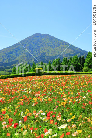花站生駒高原生駒富士和冰島罌粟盛開 104001785