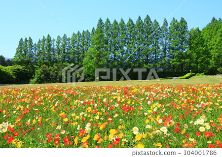 花站生駒高原冰島罌粟盛開 104001786