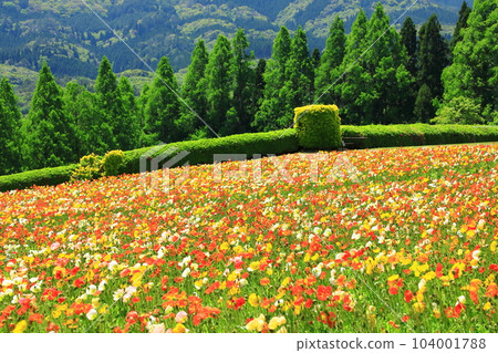Flower station Ikoma Kogen Iceland poppies in full bloom Flower station Ikoma Kogen Iceland poppies in full bloom 104001788