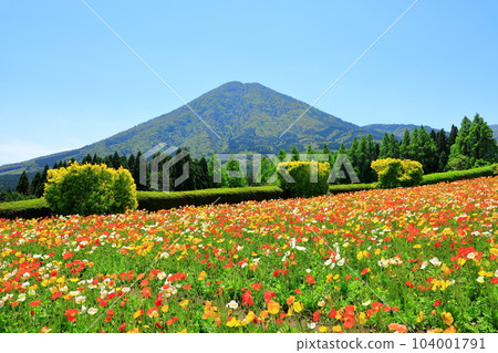 花站生駒高原生駒富士和冰島罌粟盛開 104001791