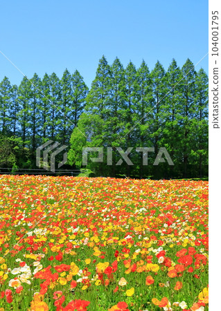 花站生駒高原冰島罌粟盛開 花站生駒高原冰島罌粟盛開 104001795