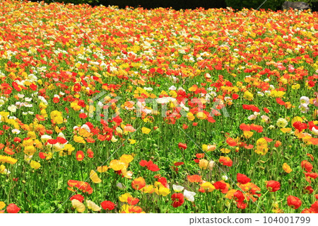 花站生駒高原冰島罌粟盛開 104001799