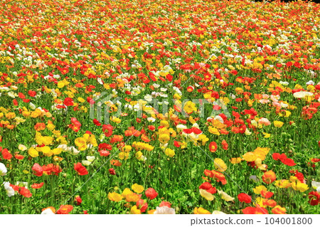 花站生駒高原冰島罌粟盛開 花站生駒高原冰島罌粟盛開 104001800
