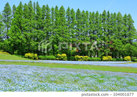 花站 生駒高原 Nemophila 鮮花盛開 104001877