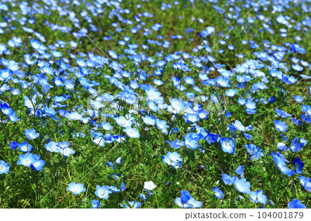 花站 生駒高原 Nemophila 鮮花盛開 花站 生駒高原 Nemophila 鮮花盛開 104001879