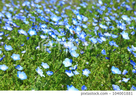 花站 生駒高原 Nemophila 鮮花盛開 104001881