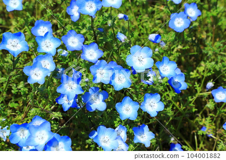 Flower station Ikoma Kogen Nemophila flowers in full bloom Flower station Ikoma Kogen Nemophila flowers in full bloom 104001882
