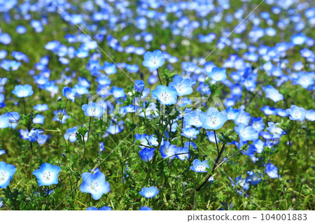 Flower station Ikoma Kogen Nemophila flowers in full bloom 104001883