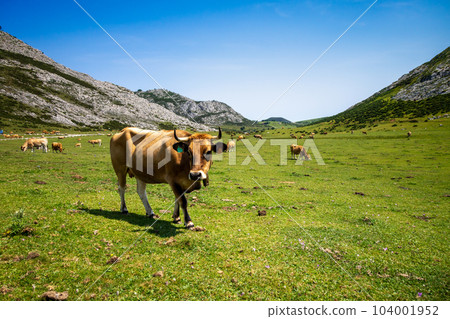 Cows around Covadonga lakes, Picos de Europa, Asturias, Spain Cows around Covadonga lakes, Picos de Europa, Asturias, Spain 104001952