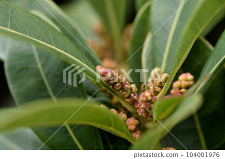 Yamamomo的雄花 Yamamomo的雄花 104001976