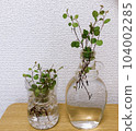 Houseplants in empty bottles and PET bottles 104002285