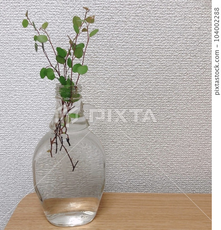 Houseplant in an empty bottle Houseplant in an empty bottle 104002288