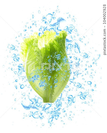 leaf lettuce water droplets leaf lettuce water droplets 104002928