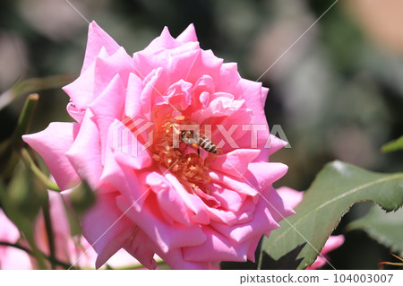 Colorful roses Colorful roses 104003007