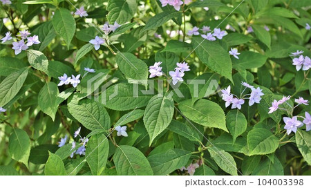 Hydrangea and sword dance (with video) Hydrangea and sword dance (with video) 104003398