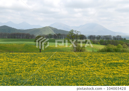 滿是蒲公英 104003428