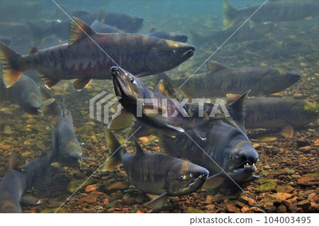 千歲河鮭魚(北海道千歲市) 千歲河鮭魚(北海道千歲市) 104003495