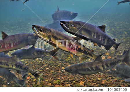 千歲河鮭魚(北海道千歲市) 千歲河鮭魚(北海道千歲市) 104003496