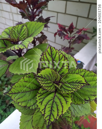 Coleus in a flower pot with multi-colored bright leaves, ornamental plants in the garden 104003736