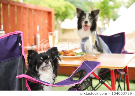 A dog sitting on a folding chair and enjoying a barbecue A dog sitting on a folding chair and enjoying a barbecue 104003759