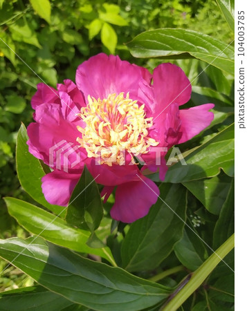 Peony flower with red petals and yellow center, perennial shrub in the garden Peony flower with red petals and yellow center, perennial shrub in the garden 104003785