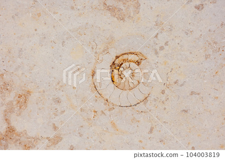 ammonite on wall of modern sand-colored building. cross-section of shell of an ancient mollusk ammonite on wall of modern sand-colored building. cross-section of shell of an ancient mollusk 104003819