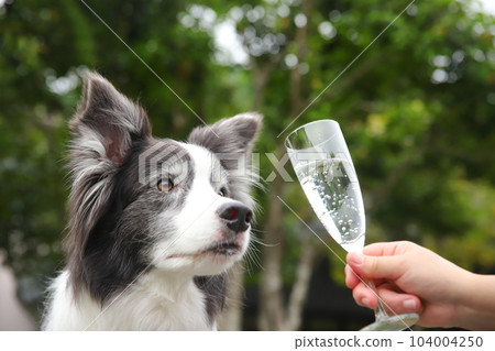 Champagne sale border collie