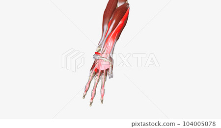 Hand Grip is the action of grasping and manipulating objects. Hand Grip is the action of grasping and manipulating objects. 104005078