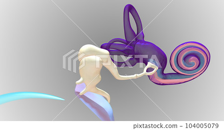 In the inner ear, sound waves move into a fluid-filled, spiral bone called the cochlea. In the inner ear, sound waves move into a fluid-filled, spiral bone called the cochlea. 104005079