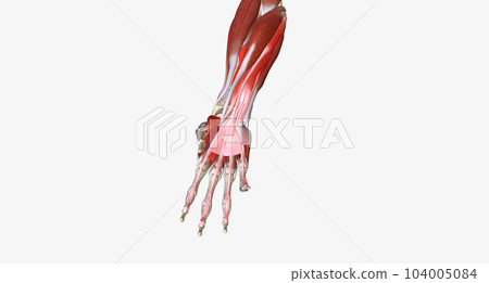 Hand Grip is the action of grasping and manipulating objects. 104005084