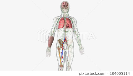 The AML, Signs and Symptoms The AML, Signs and Symptoms 104005114